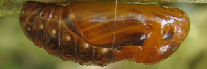 Pupae